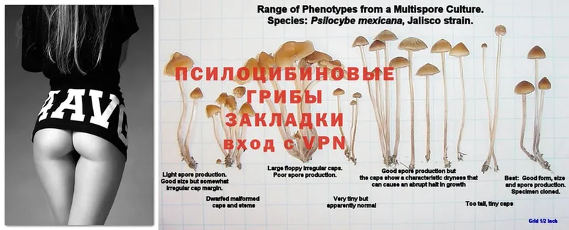 цена   Новороссийск  KRAKEN как войти  Псилоцибиновые грибы MAGIC MUSHROOMS 